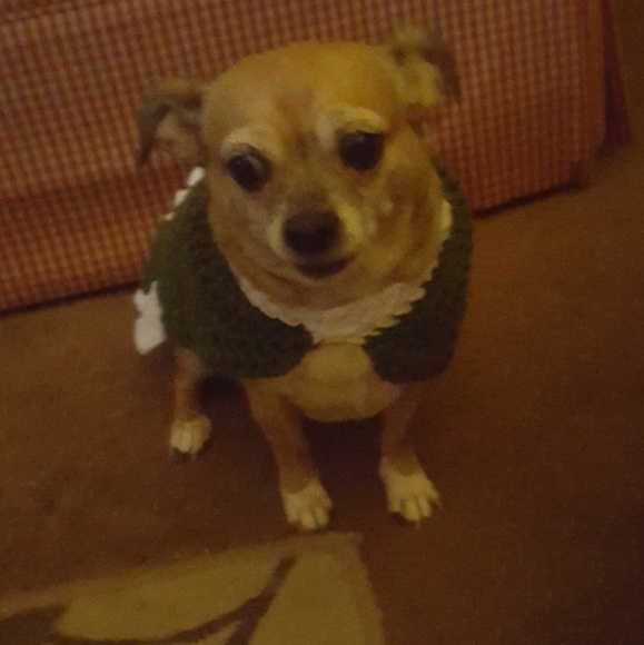 These are my fur babies, PRINCESS & ROSA - Picture 5 of 8